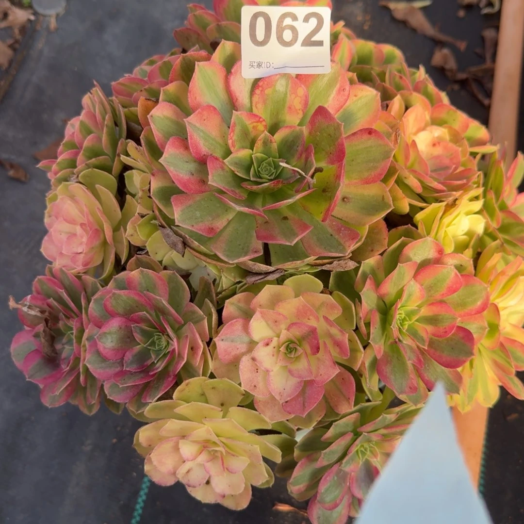 最河多肉植物老庄062