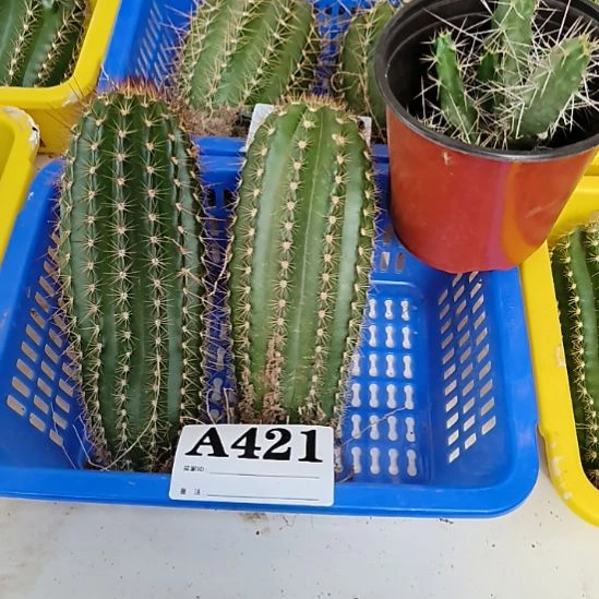 当前无花栽培后可以开花421
