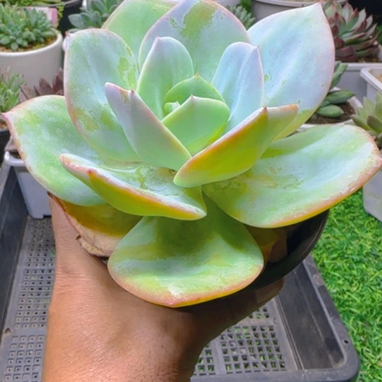 锦安精品多肉植物360