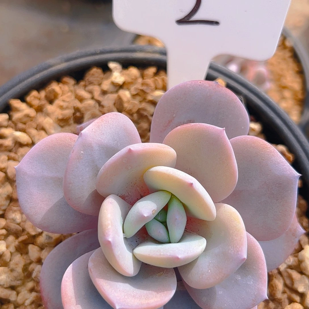 小奶茶2号一物一拍