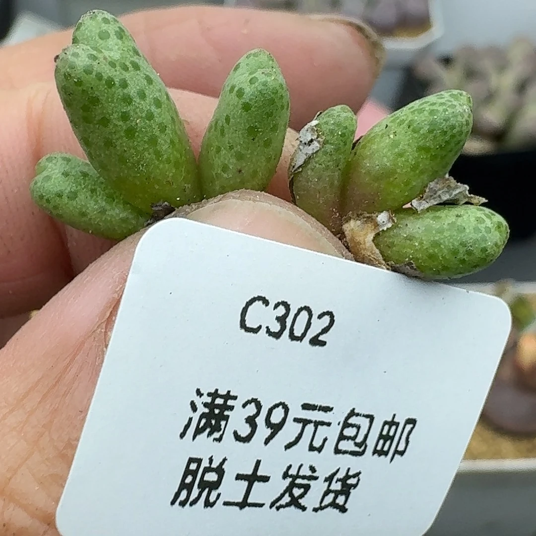 燕***爷302多肉哈哈哈哈哈哈