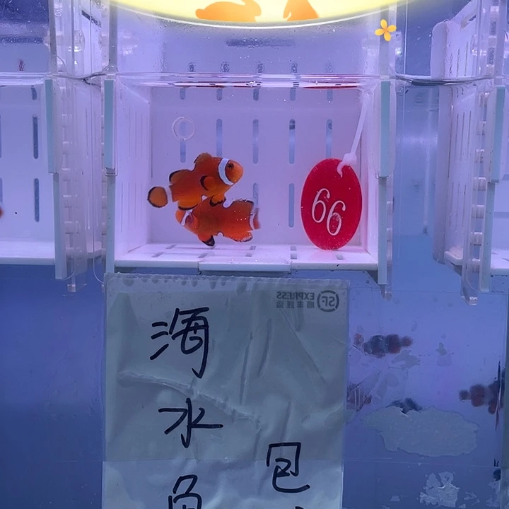 海水鱼短文公子海水小丑鱼