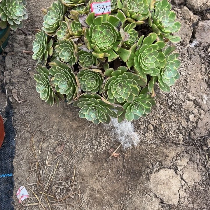 535半夏多肉植物法师