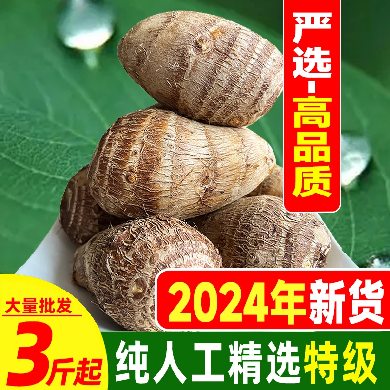 当季现挖山东牛奶毛芋头小芋头子新鲜软糯芋艿竽头农家种植香芋儿