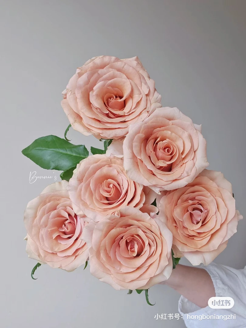 【玫瑰】莫泊 任拍三单顺丰空运包邮鲜切花家居花店插花