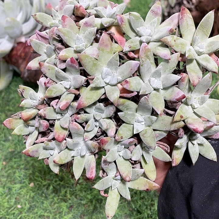 花朵苹果叶群生福利