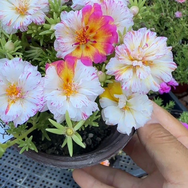 无花朵E280超小苗盆口10cm