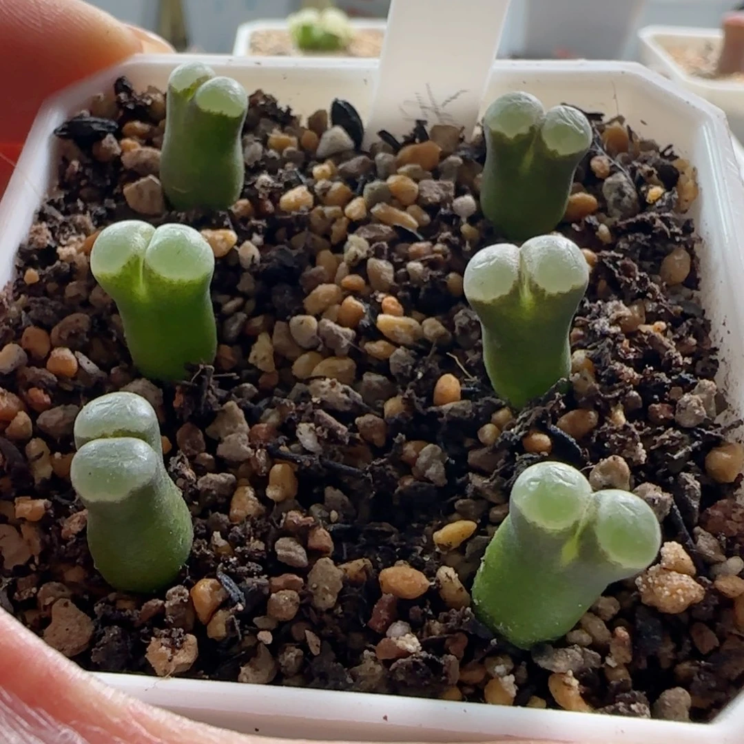 磁铁。    漂亮风铃玉。