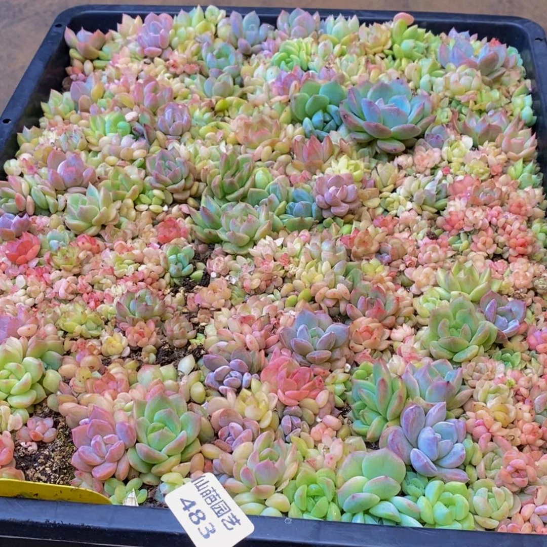 c**i483多肉植物保护研究所所长的地方