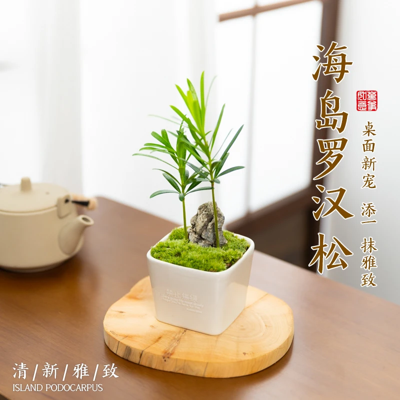 罗汉松小盆栽网红植物办公室内桌面禁止焦虑放轻松绿植摆件好养活