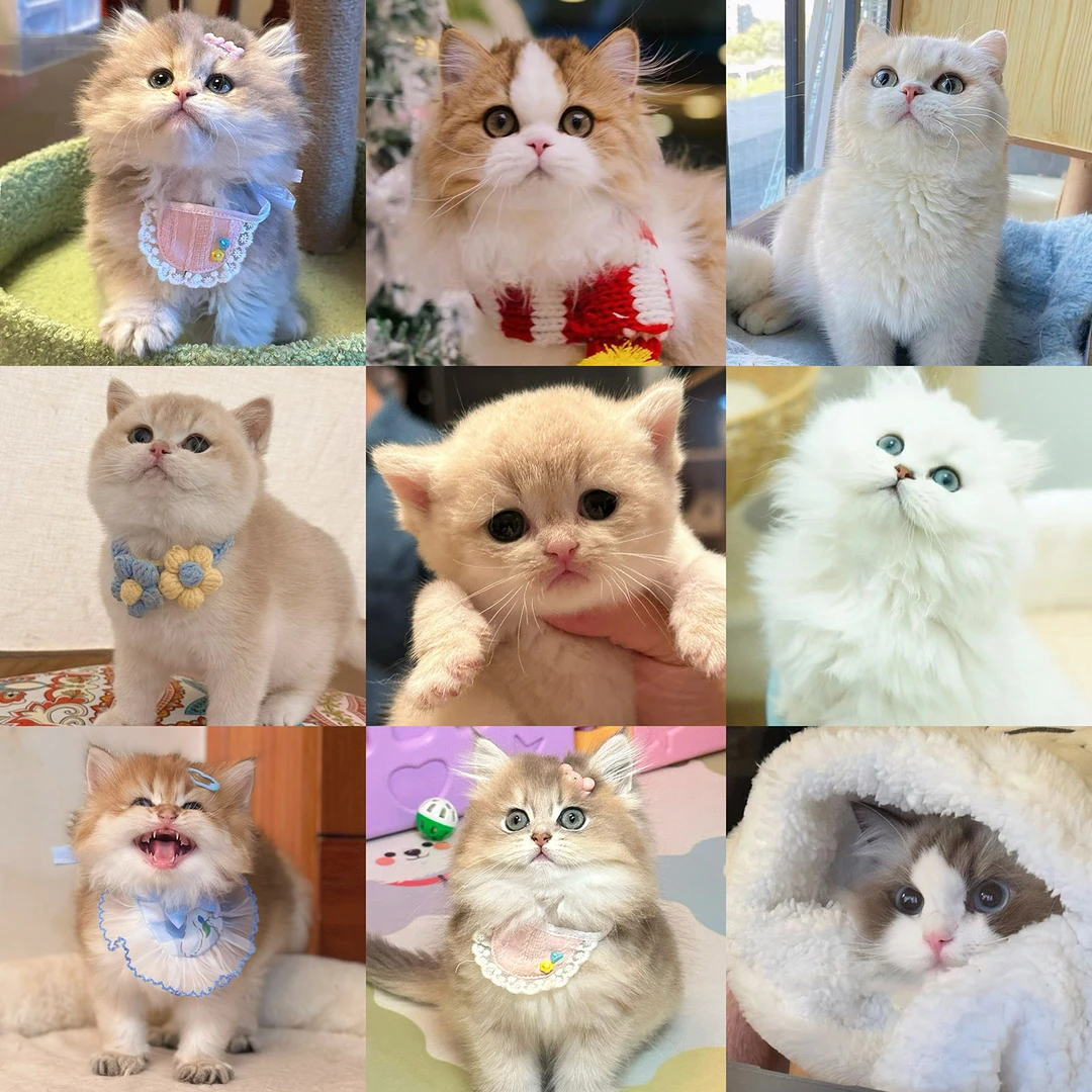 【小猫敬礼】精品健康全品种猫
