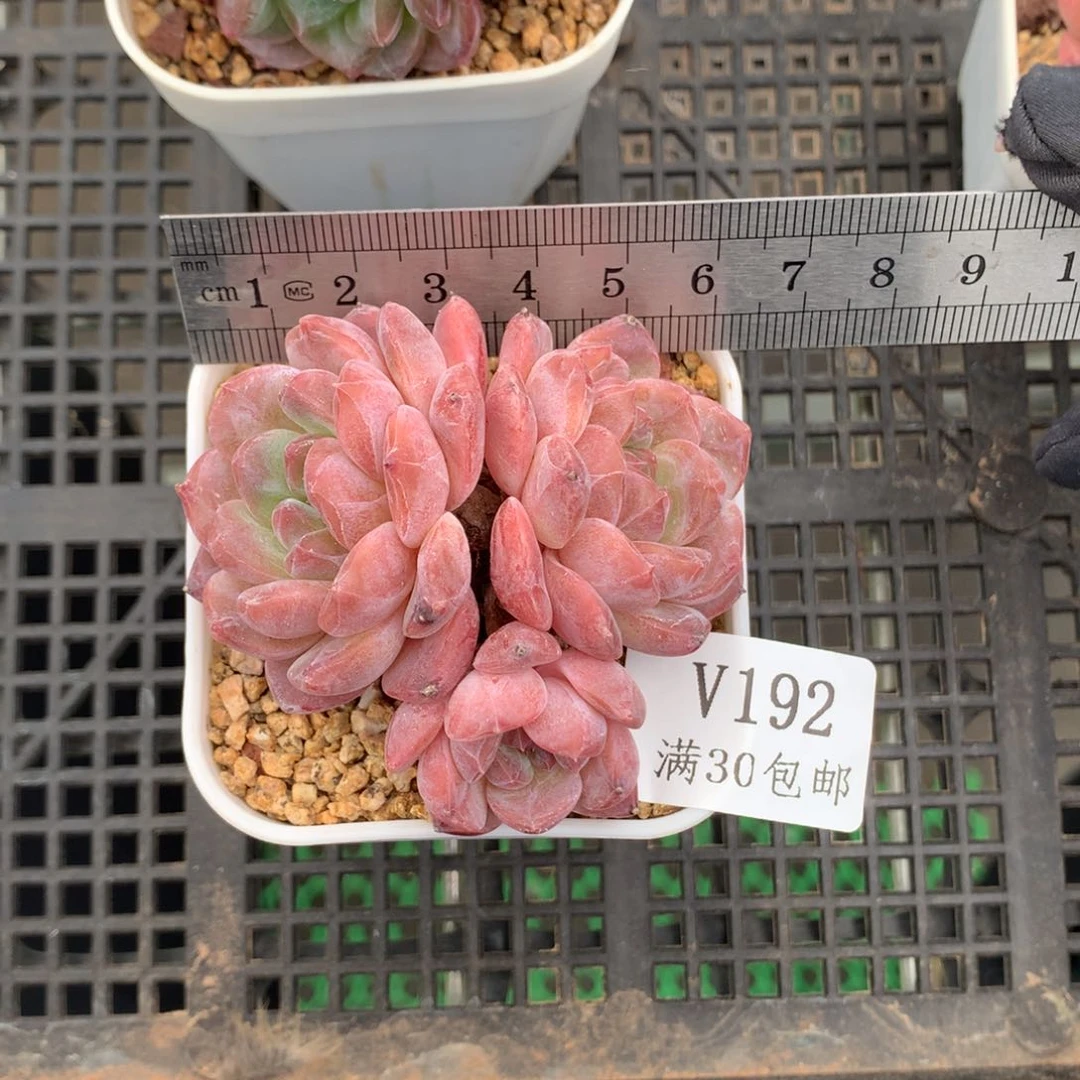 ****了192。秘境琥珀。新粉送肉