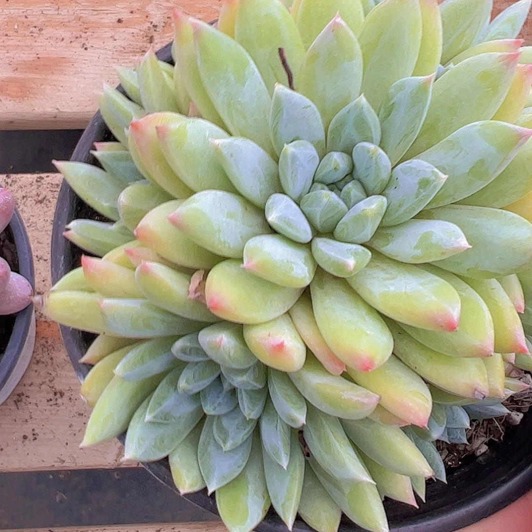 暗纹美人捧花111111