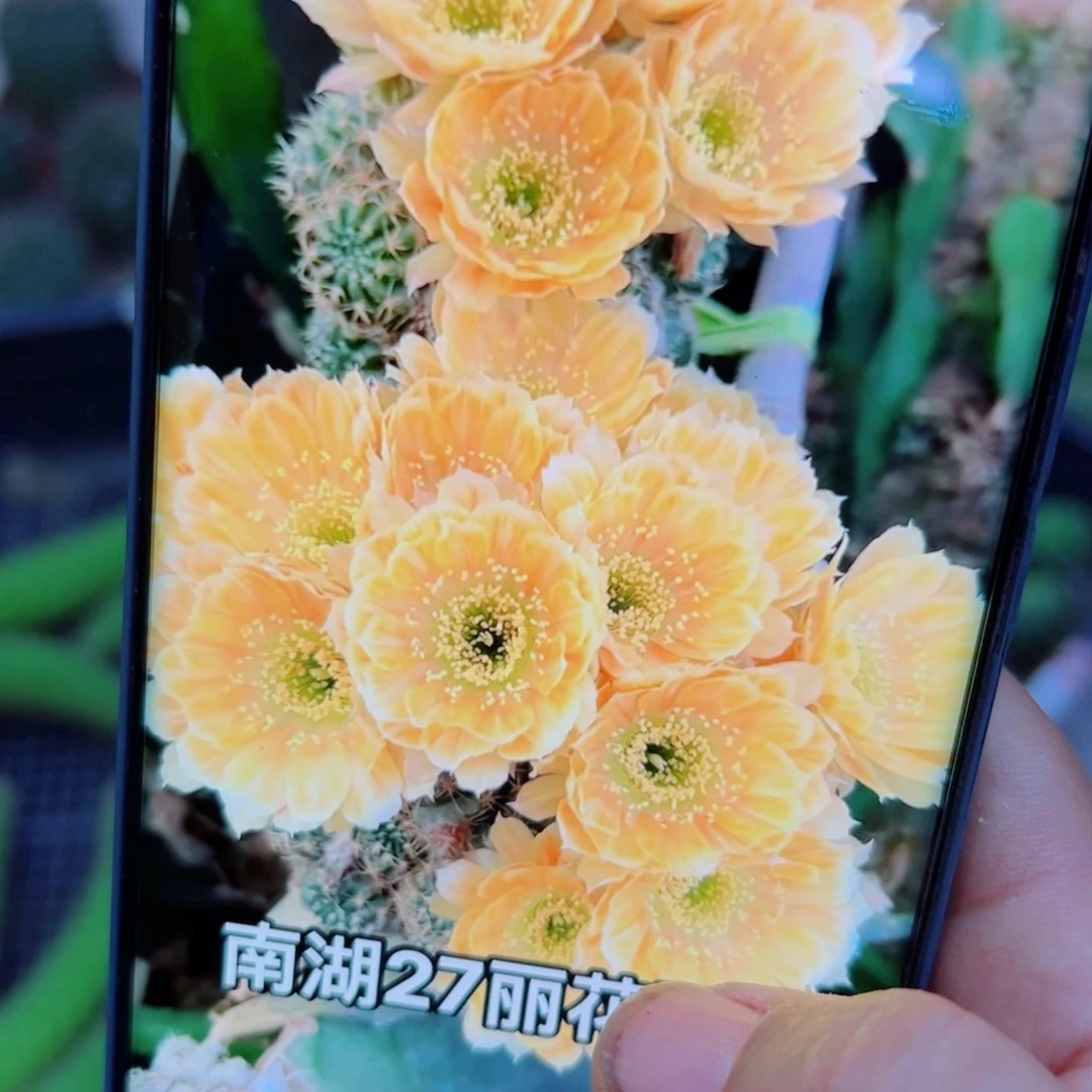 下10丽花西施歪无根侧芽3公分左右20包邮