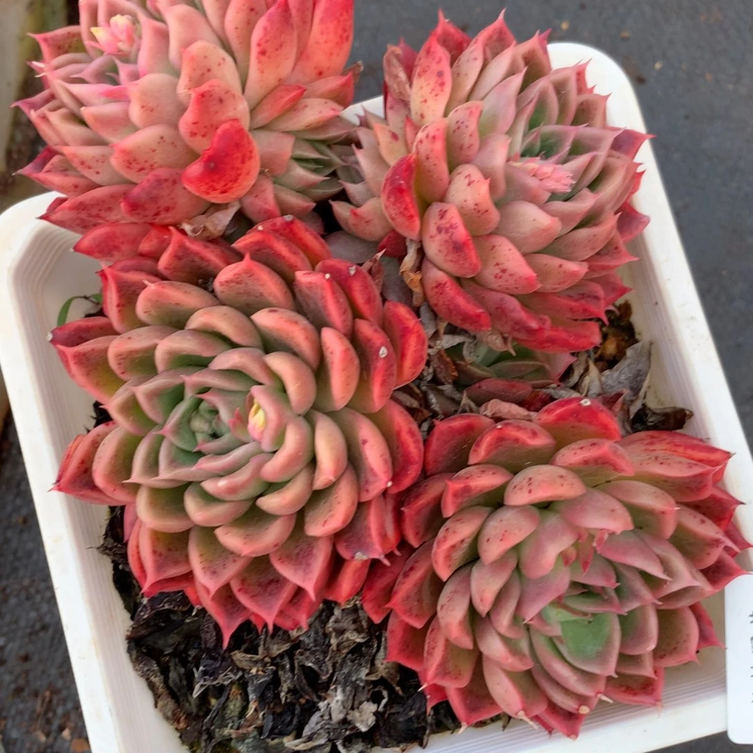 1267杂交精品基地15厘米