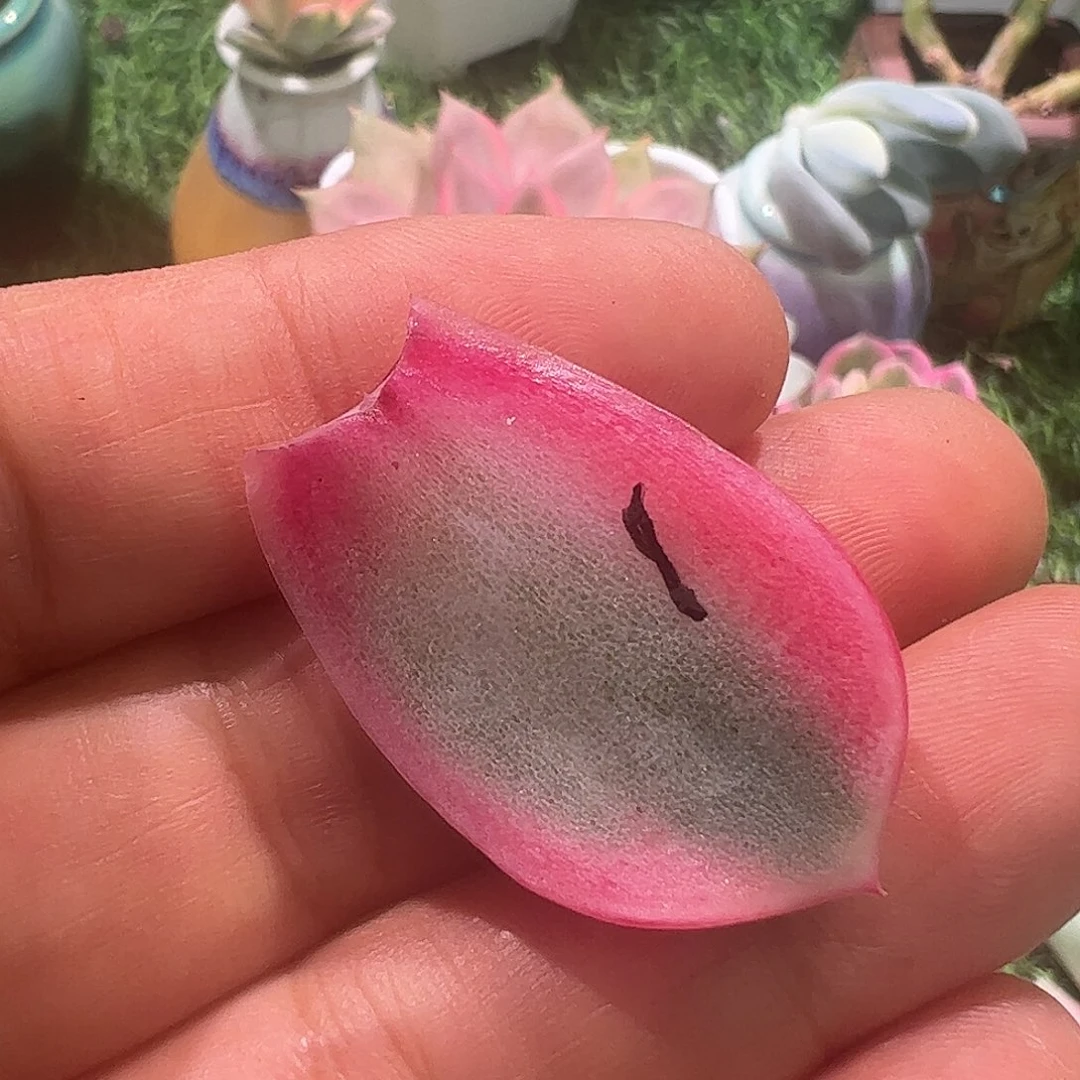 蝈***蝈多肉植物多肉植物