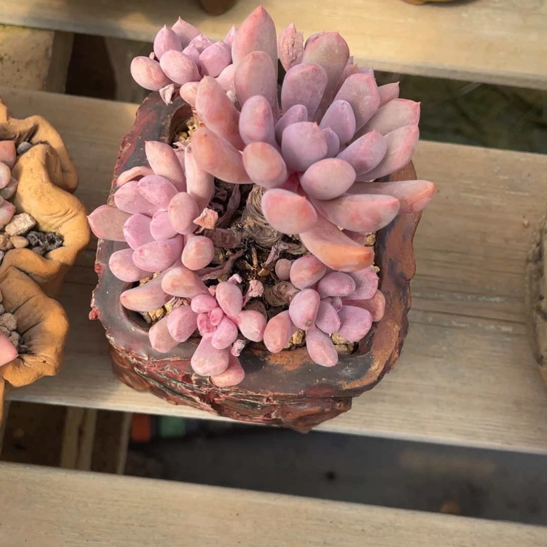 丘比特老桩群生木质化