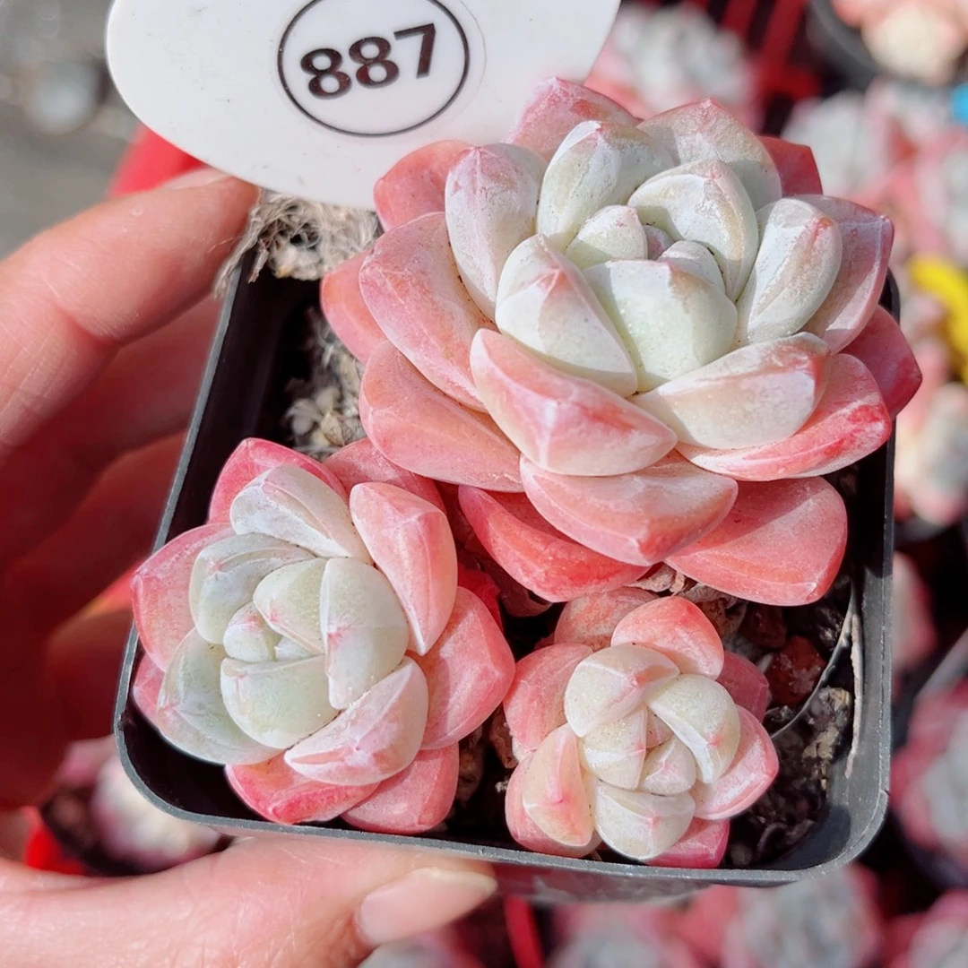 887号小老桩冰玉群