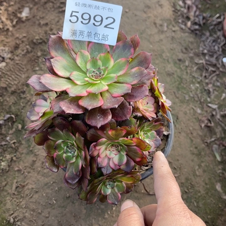 5992烟花的人多肉的人