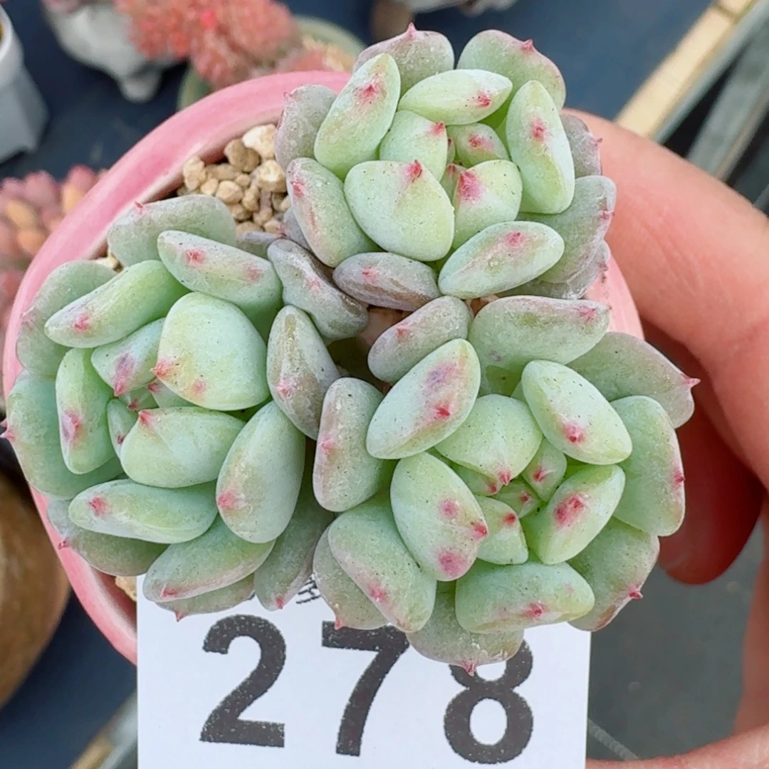 飞行少年               愿你一路坦途，乘风破浪展宏图