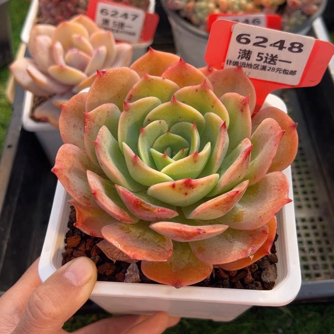 表妹精品多肉6248.