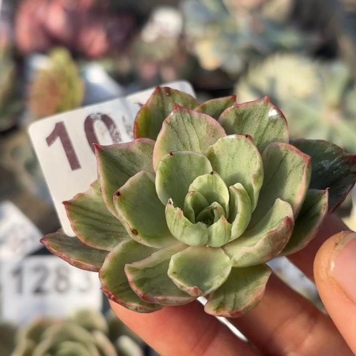 头盖锦多肉植物满18包邮当场凑单不满单隔天发顺丰到付