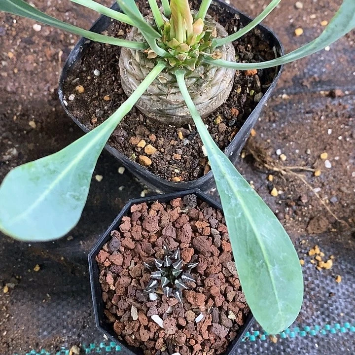 嫑****?定实生铁甲丸+黑牡丹福利