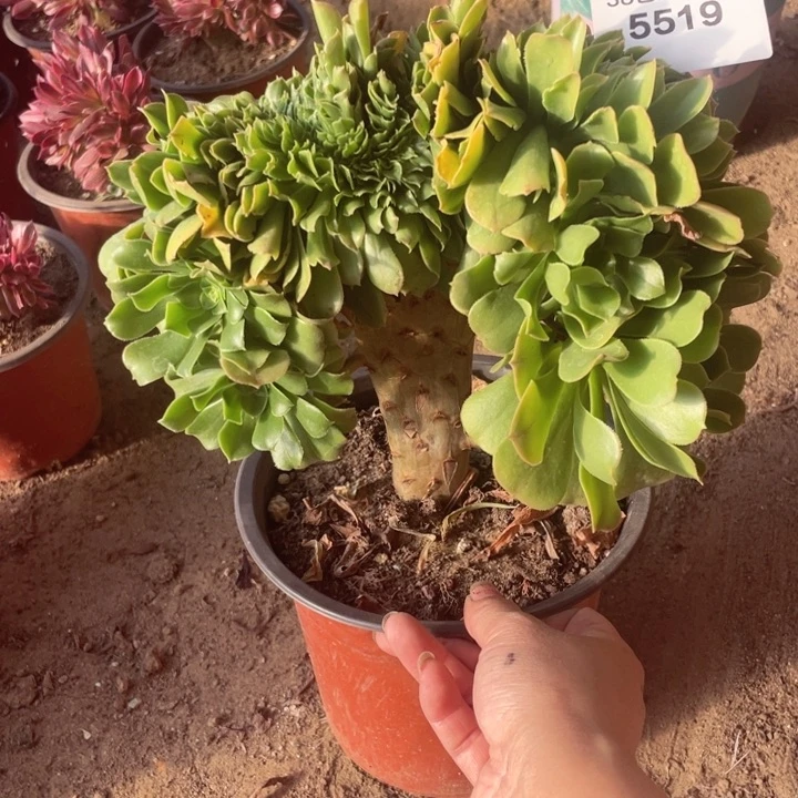 5519，多肉法师绿羊绒缀不包邮