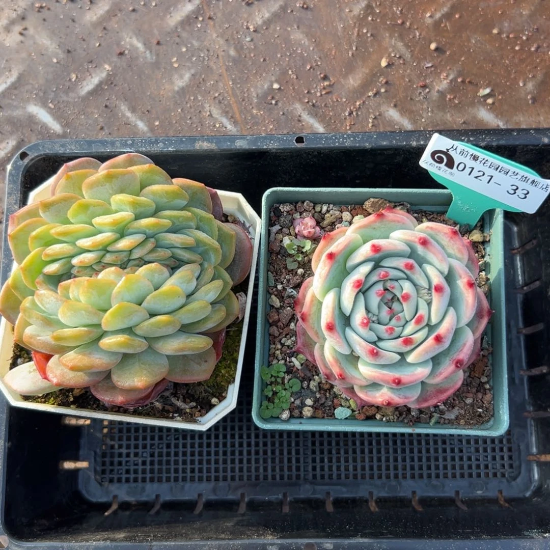 多肉一物一拍编号0121-33