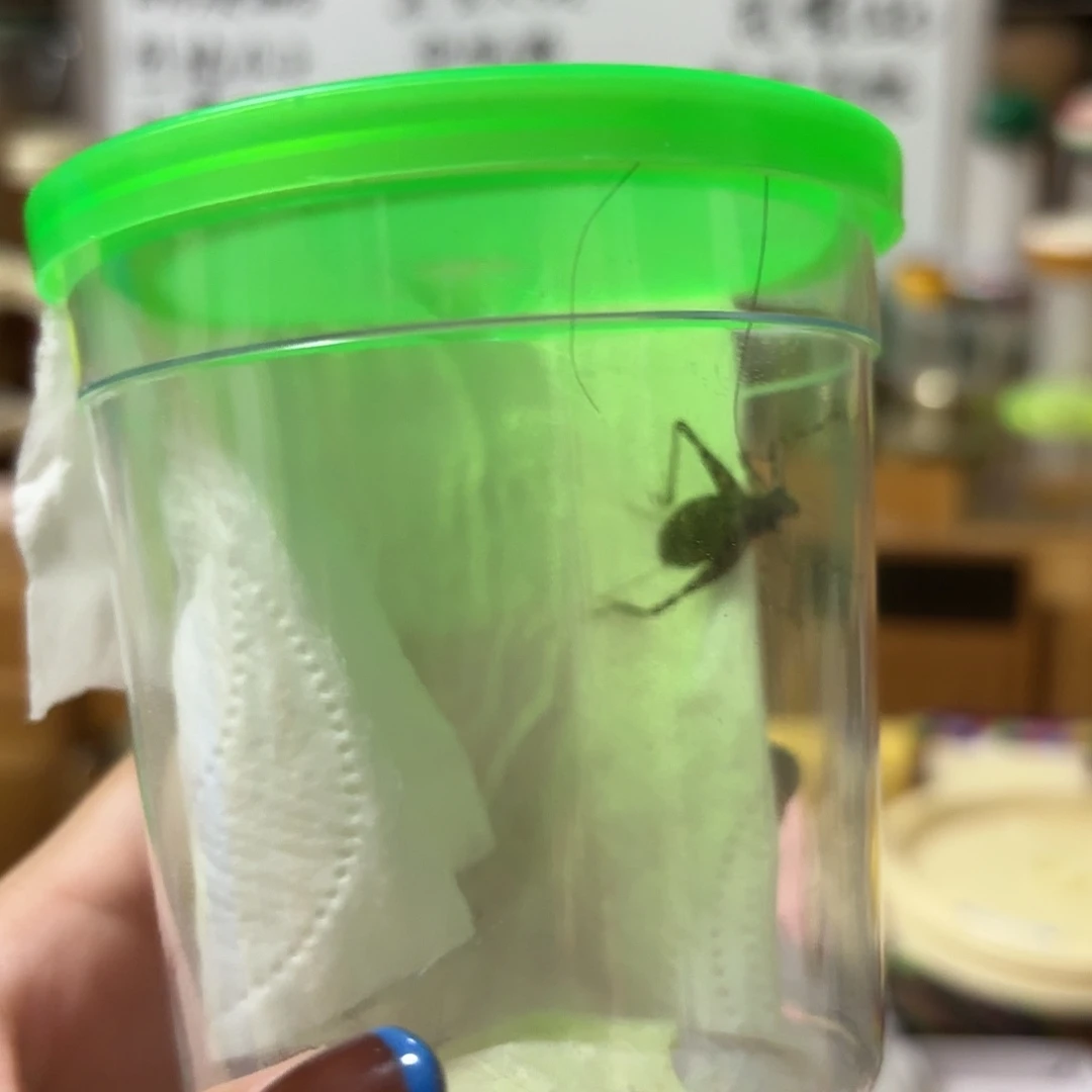 断须尾琉球一条啊