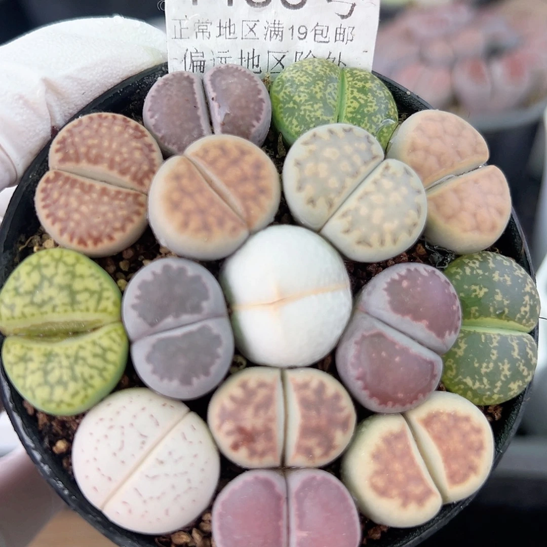 4450 好养易活生石花大母本