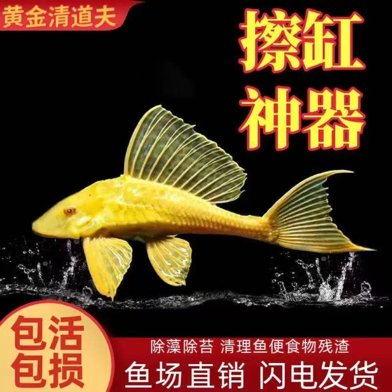 自家鱼池黄金女王大帆红眼清道夫淡水清洁鱼除青苔褐藻清道夫鱼