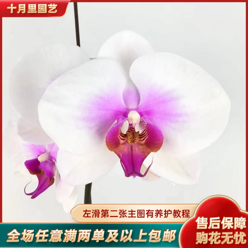 十月里园艺【笑开怀】带花发货 蝴蝶兰基地直发