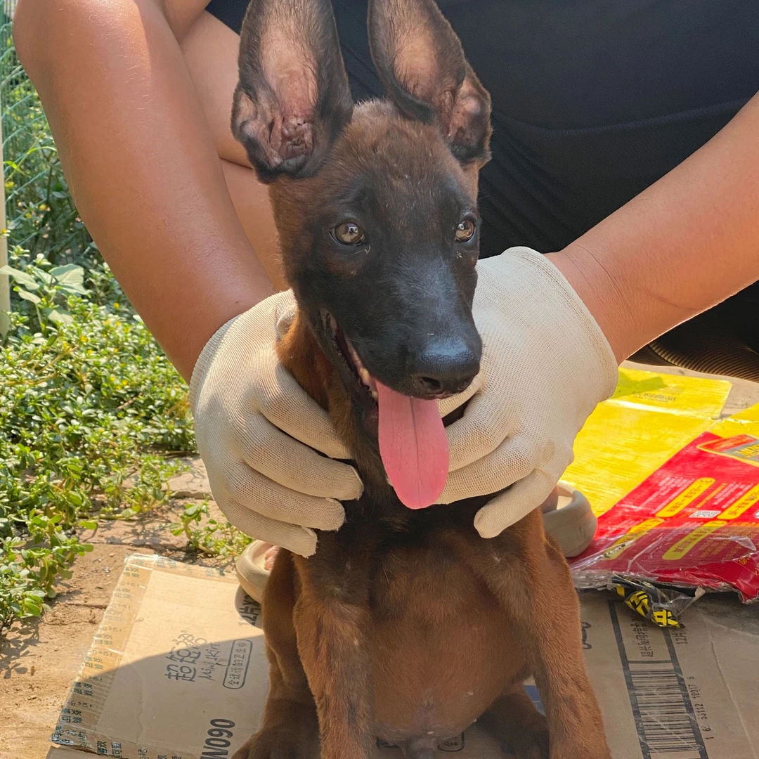 （正选马犬 ）T狗狗活体