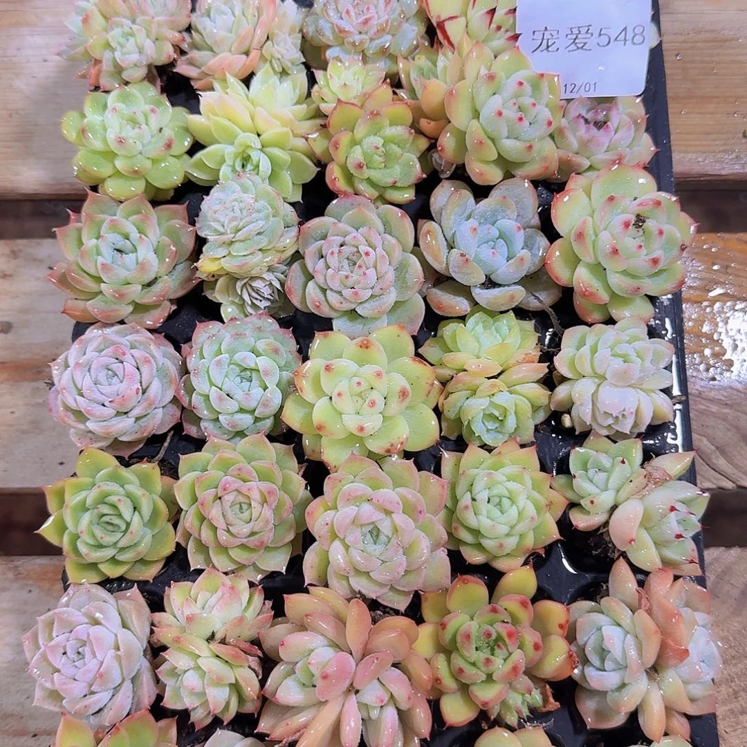 548 直播福利一物一拍