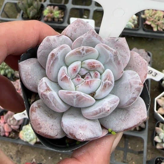 149星影多肉植物多