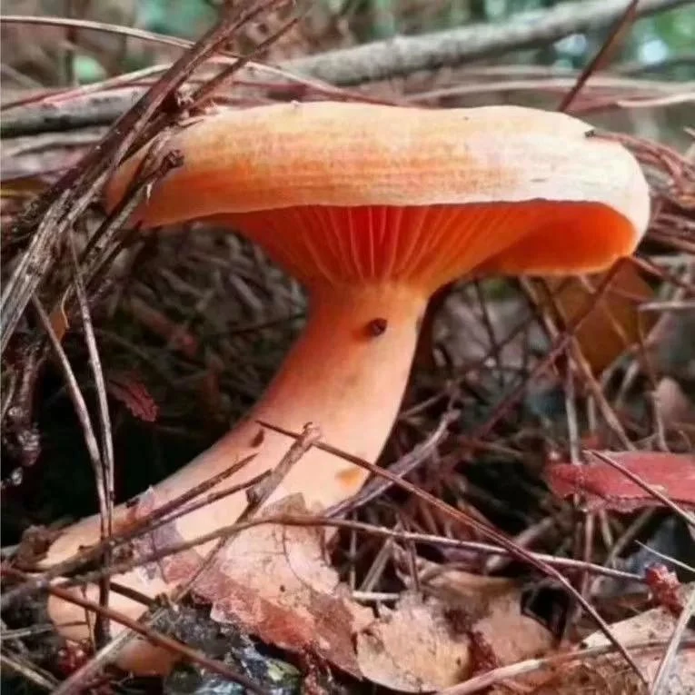 乌枞菌黄枞菌菌种包人工室外室内种植可食用蘑菇四季松树菌野生