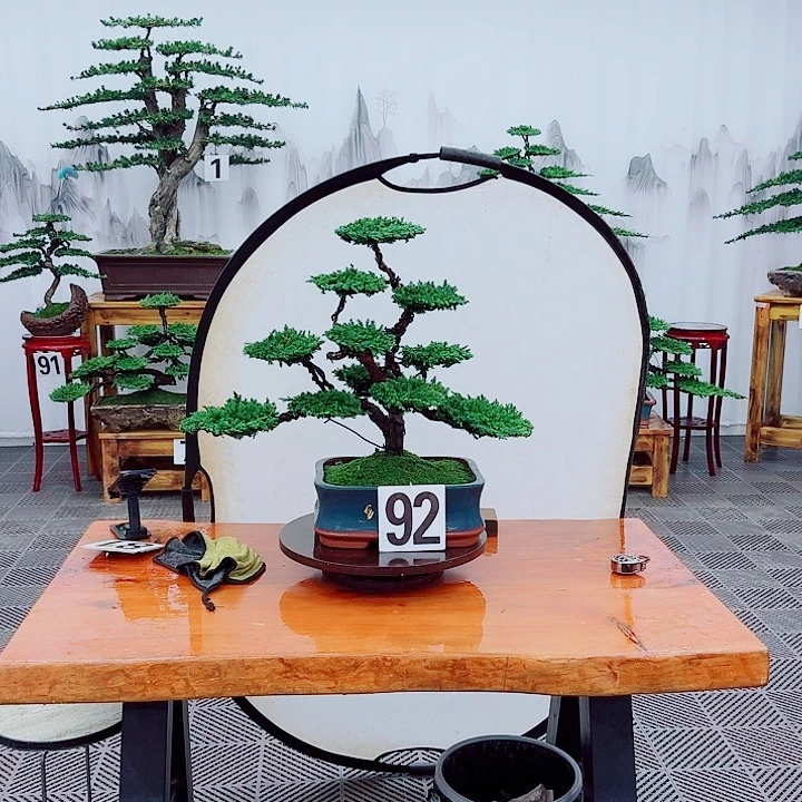 无花朵松柏盆景一物一拍