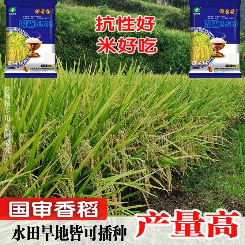 内香8518高产杂交水旱种植水稻种子旱稻香米水稻种子长粒旱稻种子