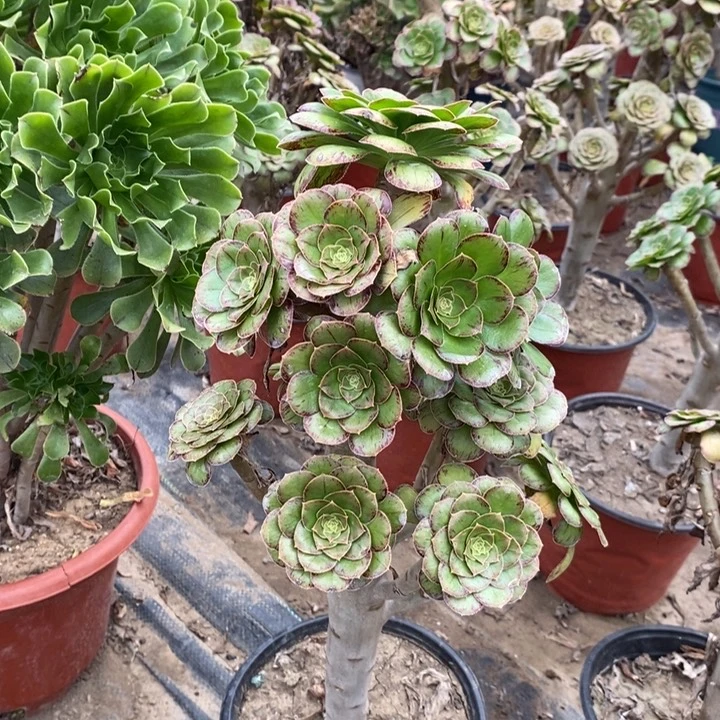 ｖ锦多肉酱25。