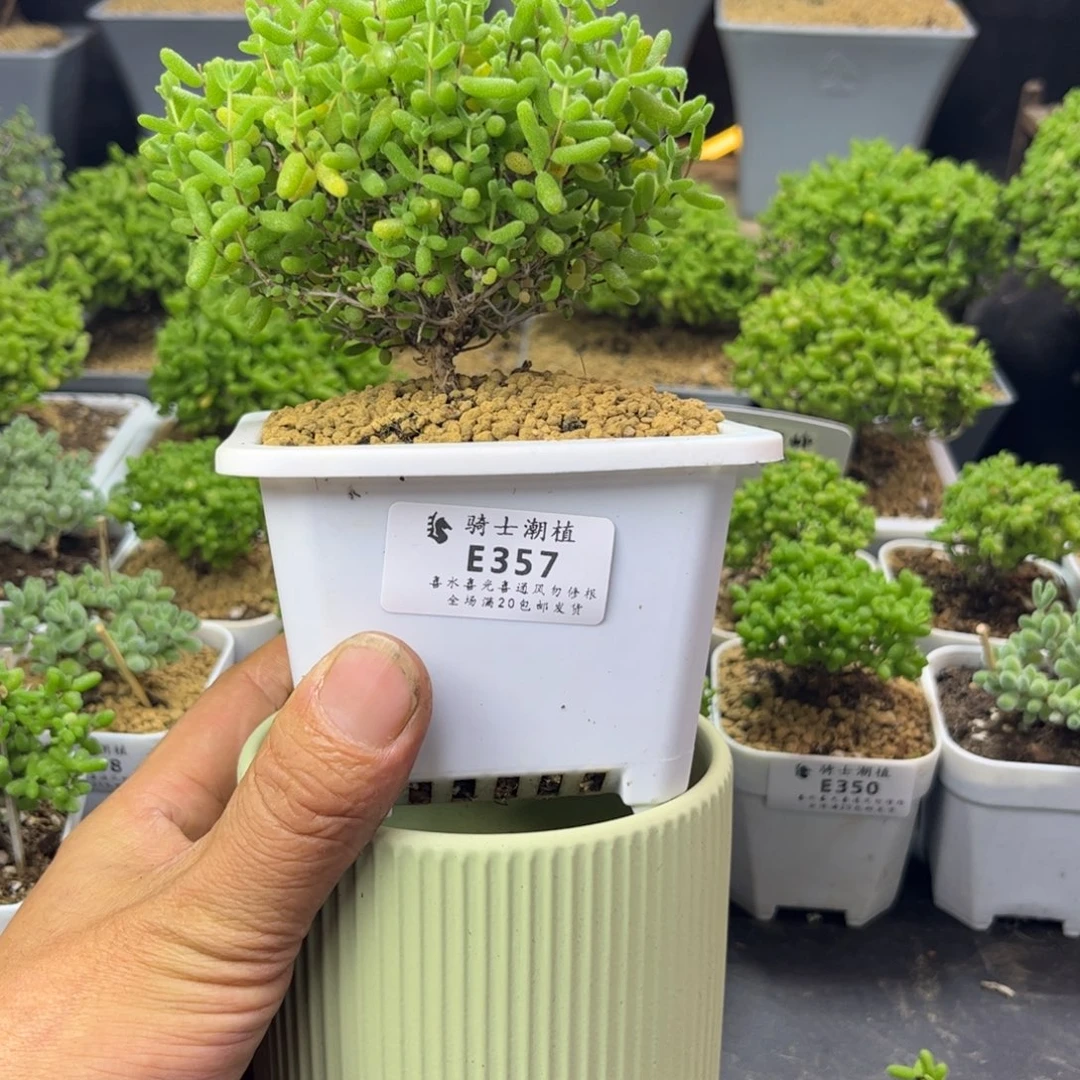 云***处357蜜橘糖球含盆枝干番杏