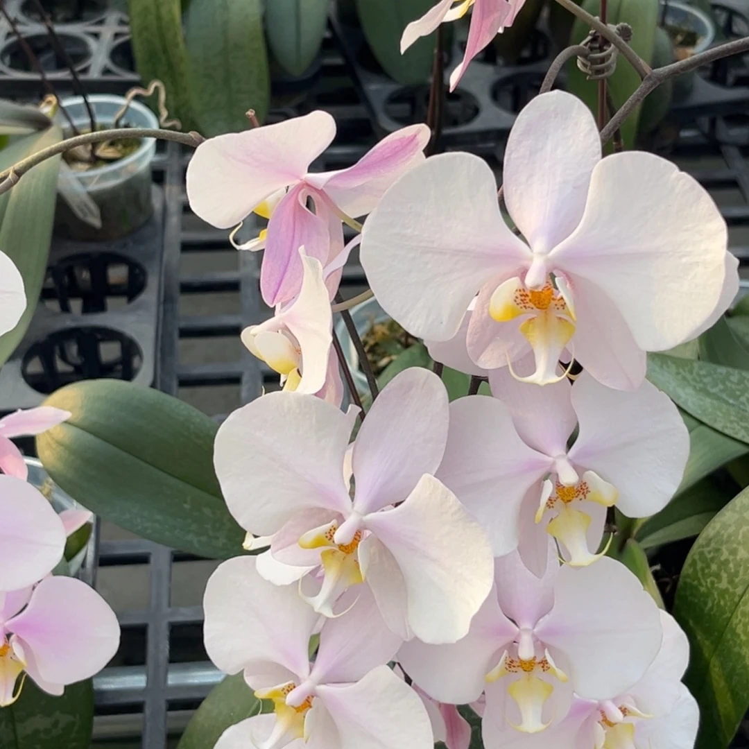 大部分花苞少量开放3寸山採西交沙巴阿妈