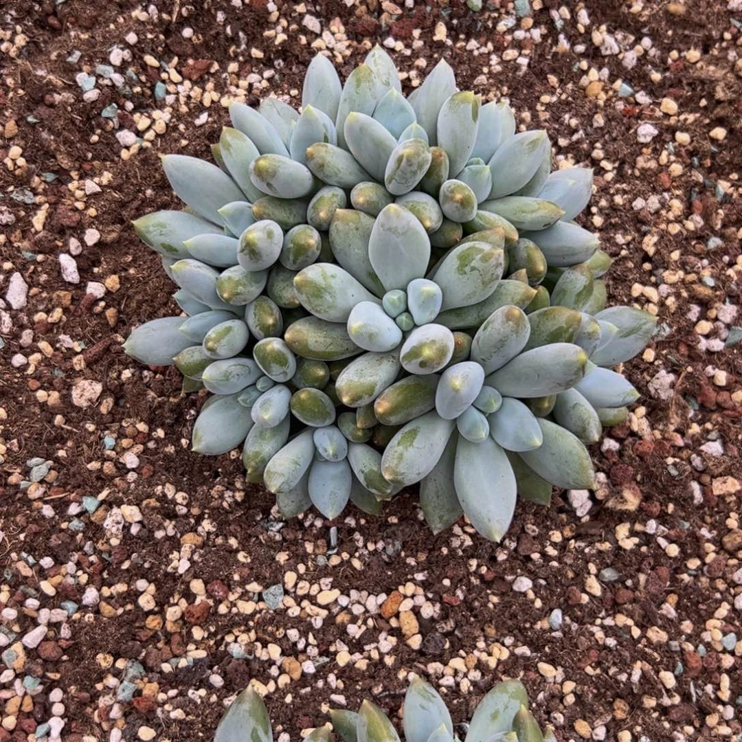 ε***夕胖体哥特多肉植物