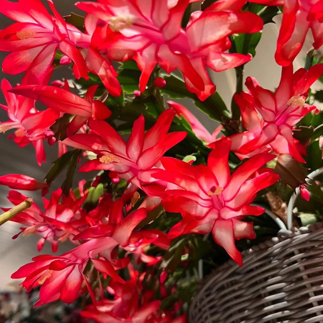 杰西卡女王稀缺大红色蟹爪兰带花苞品种苗6-8棵一盆