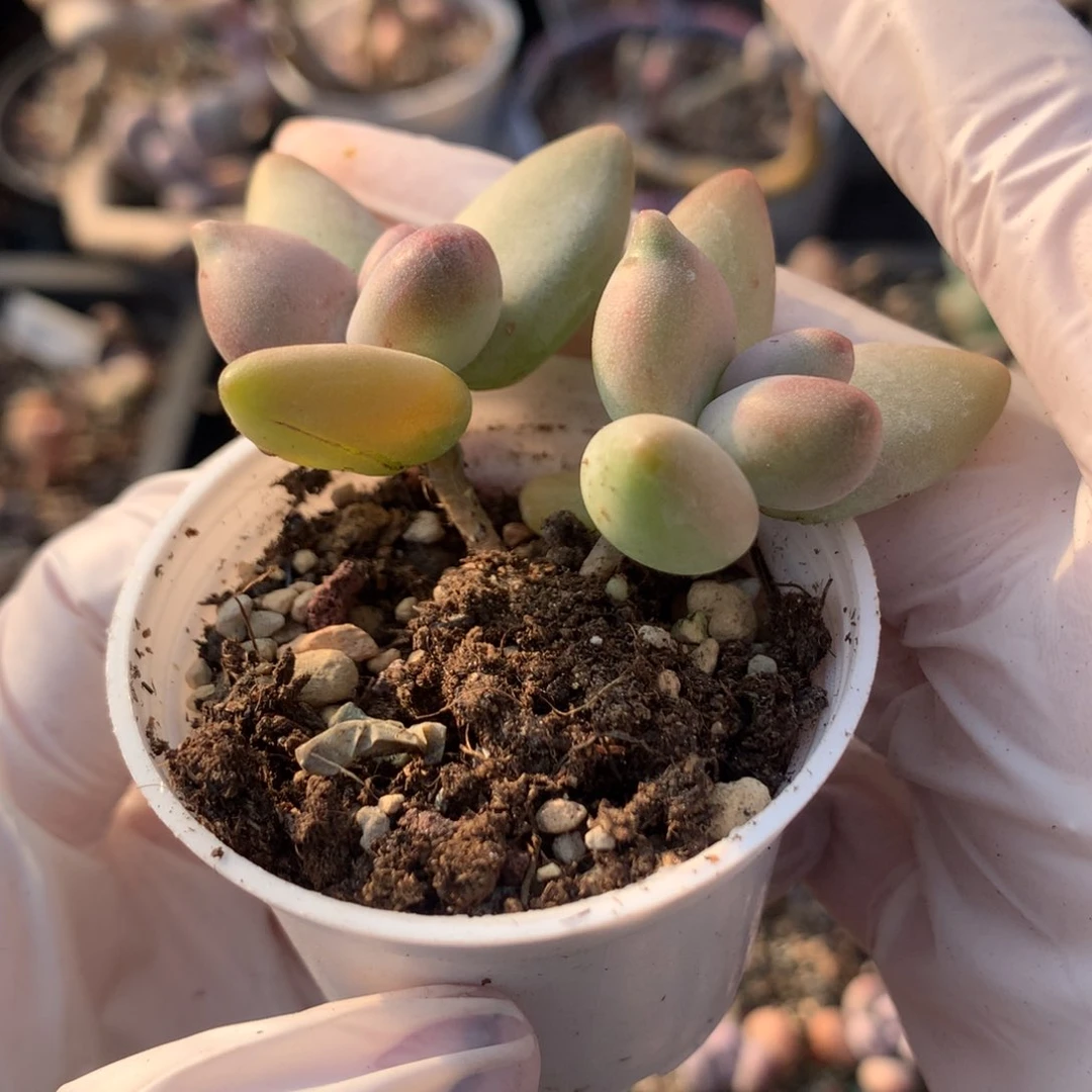 香蕉奶酪多肉香蕉奶酪