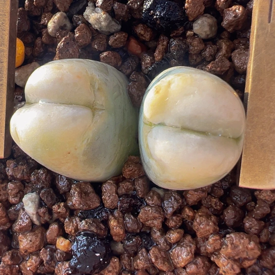 海豚嘴变异多肉植物