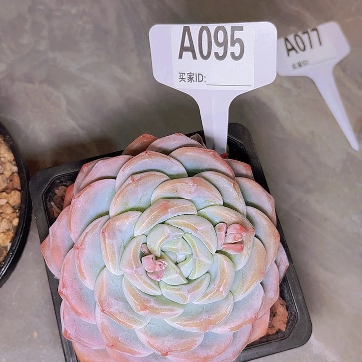 雨***！冰玉一物一拍A095