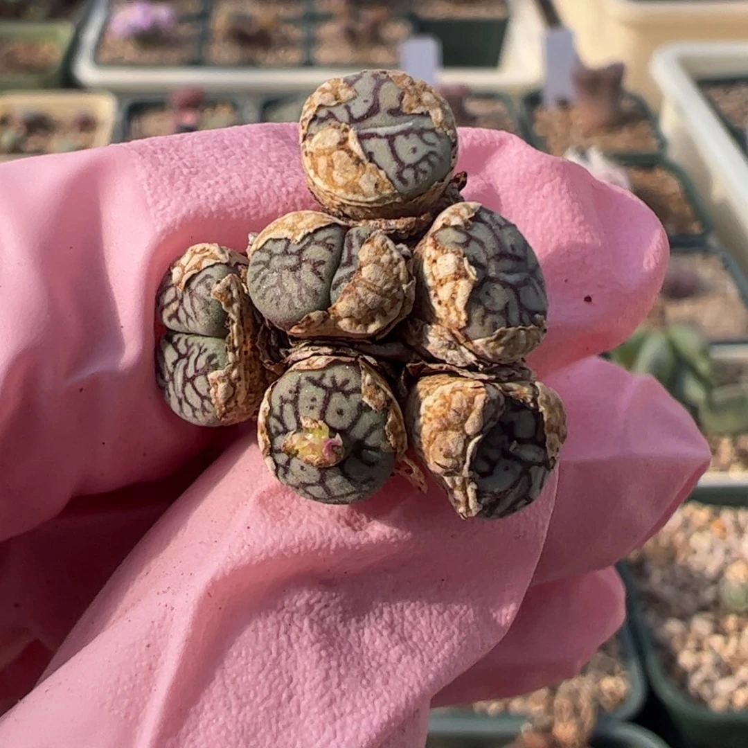 4 好看的多肉冲冲冲q