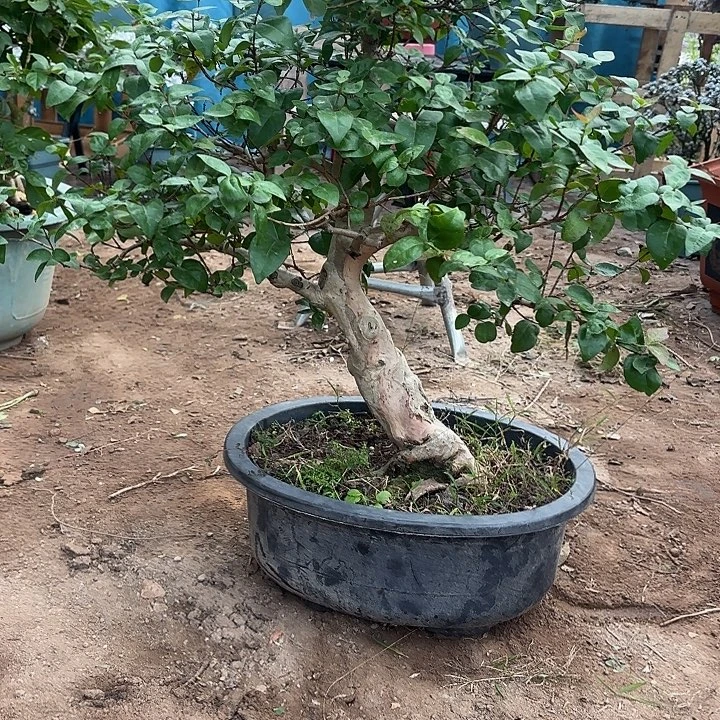 潍***心无花朵哈哈哈哈哈