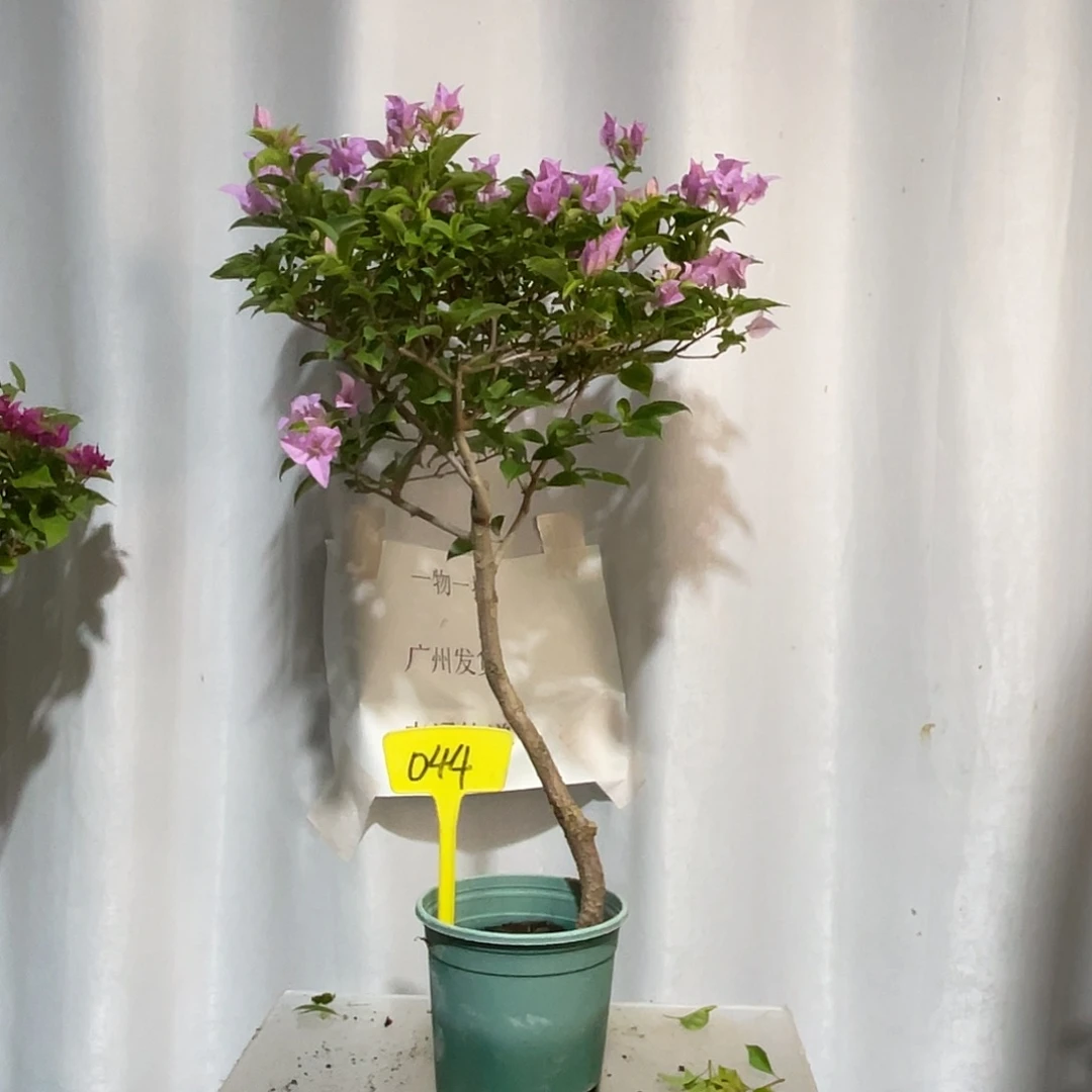 当前无花栽培后可以开花044巴西紫扦插